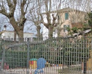 Sutri - Albero cade sulla materna
