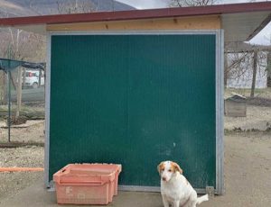 Un box per I cani