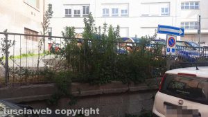 Viterbo - Erbacce in via San Leonardo