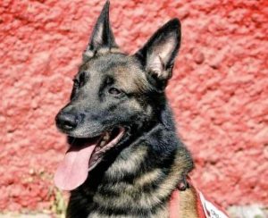 Proteo, il cane da soccorso che ha scavato tra le macerie del sisma in Turchia