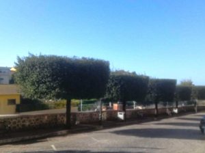 Montalto di Castro - Alberi di viale Garibaldi