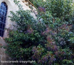 L'albero all'abbazia diSan Martino al Cimino