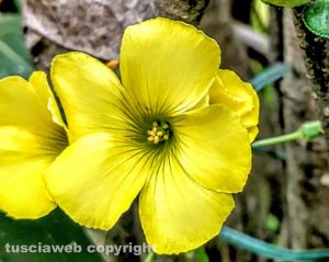 Fiore di stagione