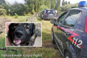 Intervento dei carabinieri - nel riquadro il cane Sheila