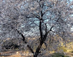 Mandorlo in fiore