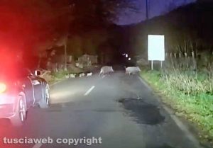 Ronciglione - Cinghiali sulla provinciale Valle di Vico