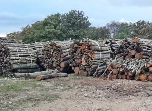 Tarquinia - Legna dell'università agraria
