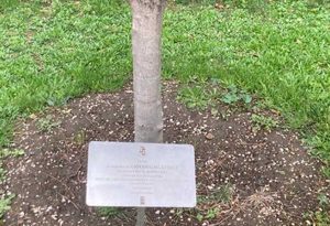 Viterbo - L'albero di ulivo nel giardino della Fraternità