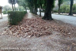 Viterbo - Cumuli di foglie a Pratogiardino Lucio Battisti