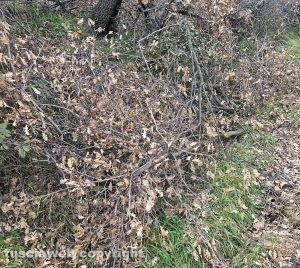 Viterbo - Potature e rami in strada Costa Volpara