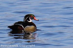 Un maschio di anatra sposa