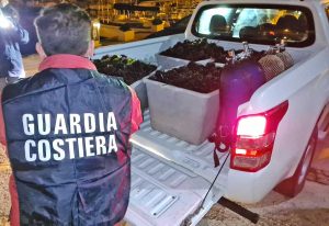 Santa Marinella - I ricci sequestrati dalla guardia costiera