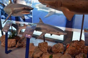 “Mostra Squali Predatori Perfetti”