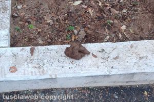 Viterbo - Escrementi di cane in via Leonardo Murialdo e via Bainsizza