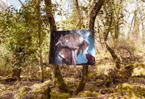 Farnese - Istallazione fotografica di Lucrezia Testa Iannilli