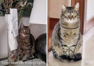 Viterbo - Il gatto Ginny