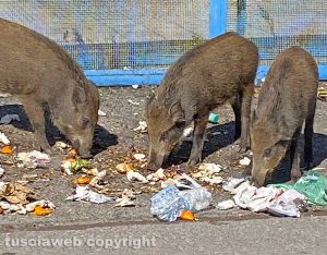 Cinghiali in via Genova