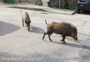 Viterbo - Cinghiali
