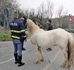 Terni - Polizia - La cavallina ritrovata