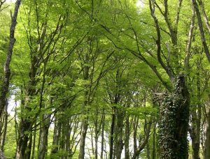 Foreste