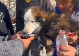 Aleks il cane salvato dalle macerie del terremoto in Turchia