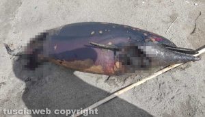 Tarquinia - Delfino morto trovato sulla spiaggia di San Giorgio