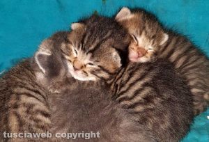 Quattro gattini cercano casa