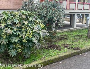 Viterbo - Via monte Cervino - Il passaggio notturno di cinghiali