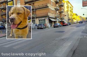 Via della Palazzina - Nel riquadro il labrador Marley