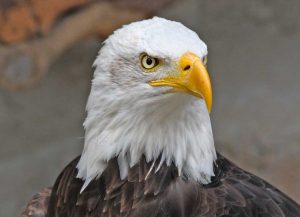 L'aquila calva americana