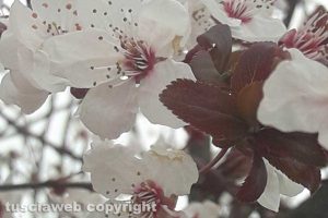 Primavera