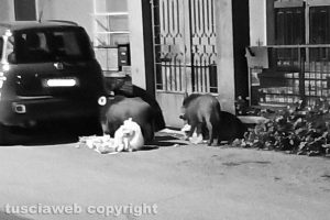 Cinghiali in via Piave