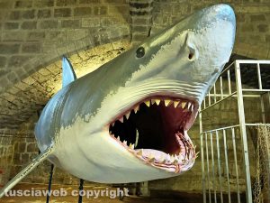 Viterbo - La mostra Squali predatori perfetti
