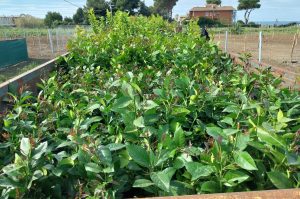 Santa Marinella - I limoni arrivati dalla Sicilia