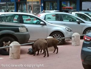 Viterbo - Cinghiali in via Genova