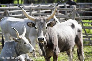 Tarquinia - La festa della Merca