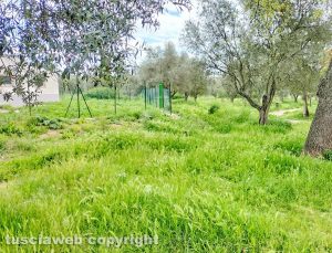 Viterbo - Erba alta nel parco delle Querce a Santa Barbara