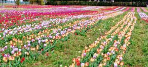 I tulipani di Tuscia flower