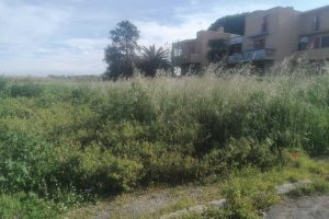 Montalto di Castro - Erbacce