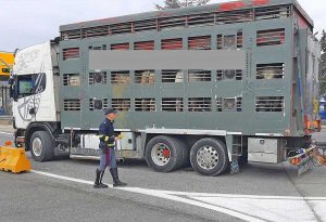 I controlli della polizia di stato di Terni
