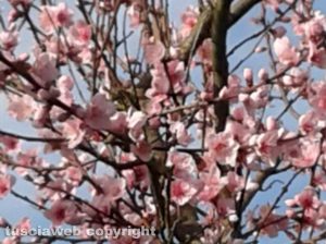 Fiori di pesco