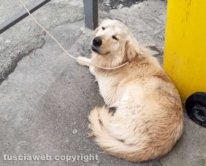 Vasanello - Trovato derivato Golden Retriver senza microchip
