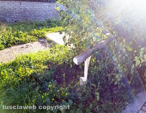 Albero tagliato in via Biga di Castro