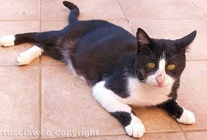 Viterbo - Il gatto scomparso