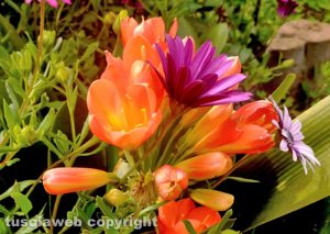 Fiori di primavera