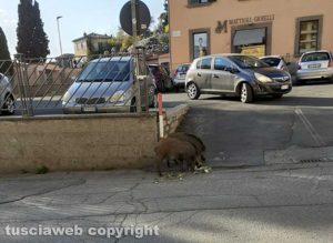 Viterbo - Cinghiali in via Genova