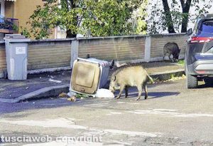 Viterbo - I cinghiali banchettano