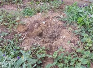 Civitavecchia - Furto di alberi al centro di aggregazione