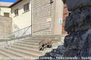 Viterbo - Un cinghiale alla chiesa del Paradiso