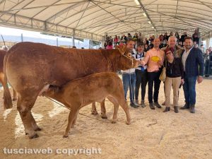 I bovini Limousine della Tuscia ad Agriumbria 2023